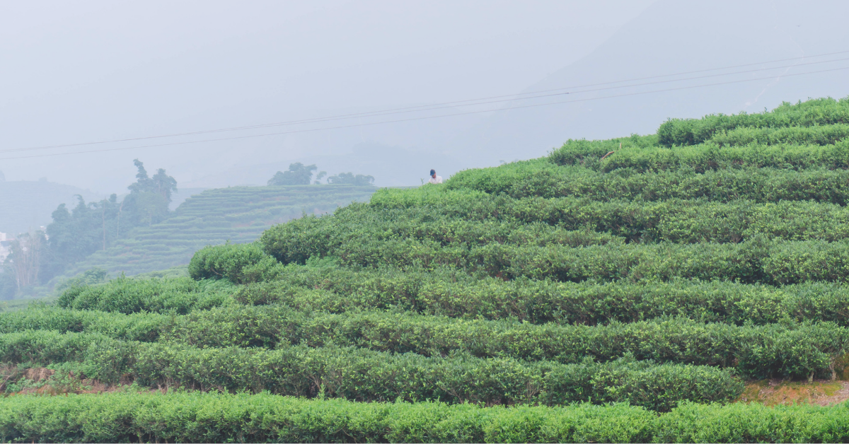 We've Joined the Climate Collaborative to Celebrate Earth Day