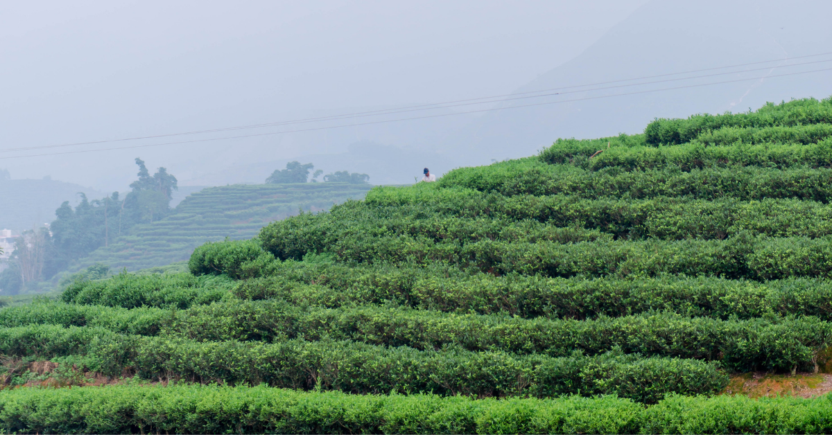 Cusa Tea Secures Series A Financing Round