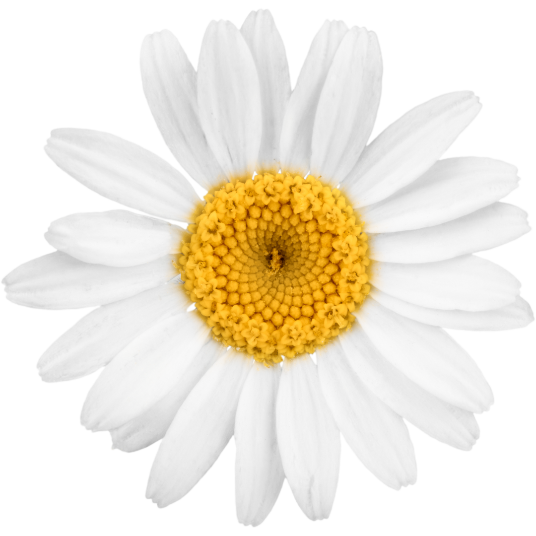 Cusa | Chamomile