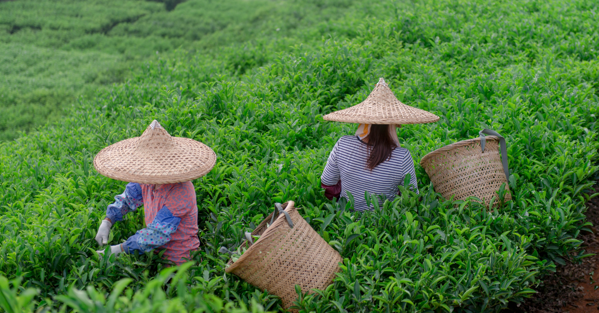 Cusa Tea Interviewed about the Impact of Tariffs on Tea
